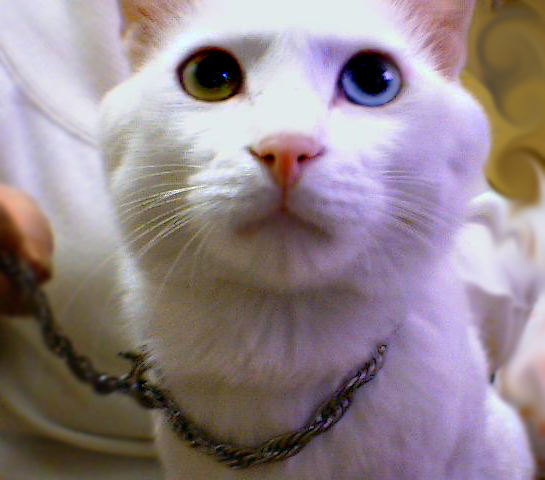 �Ҽҵ���è
