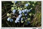 Ӫ��������