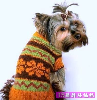 狗狗毛衣编织款式大全冬天了给爱狗来件吧