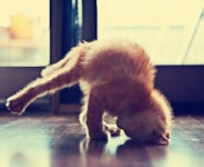 跟猫学瑜伽